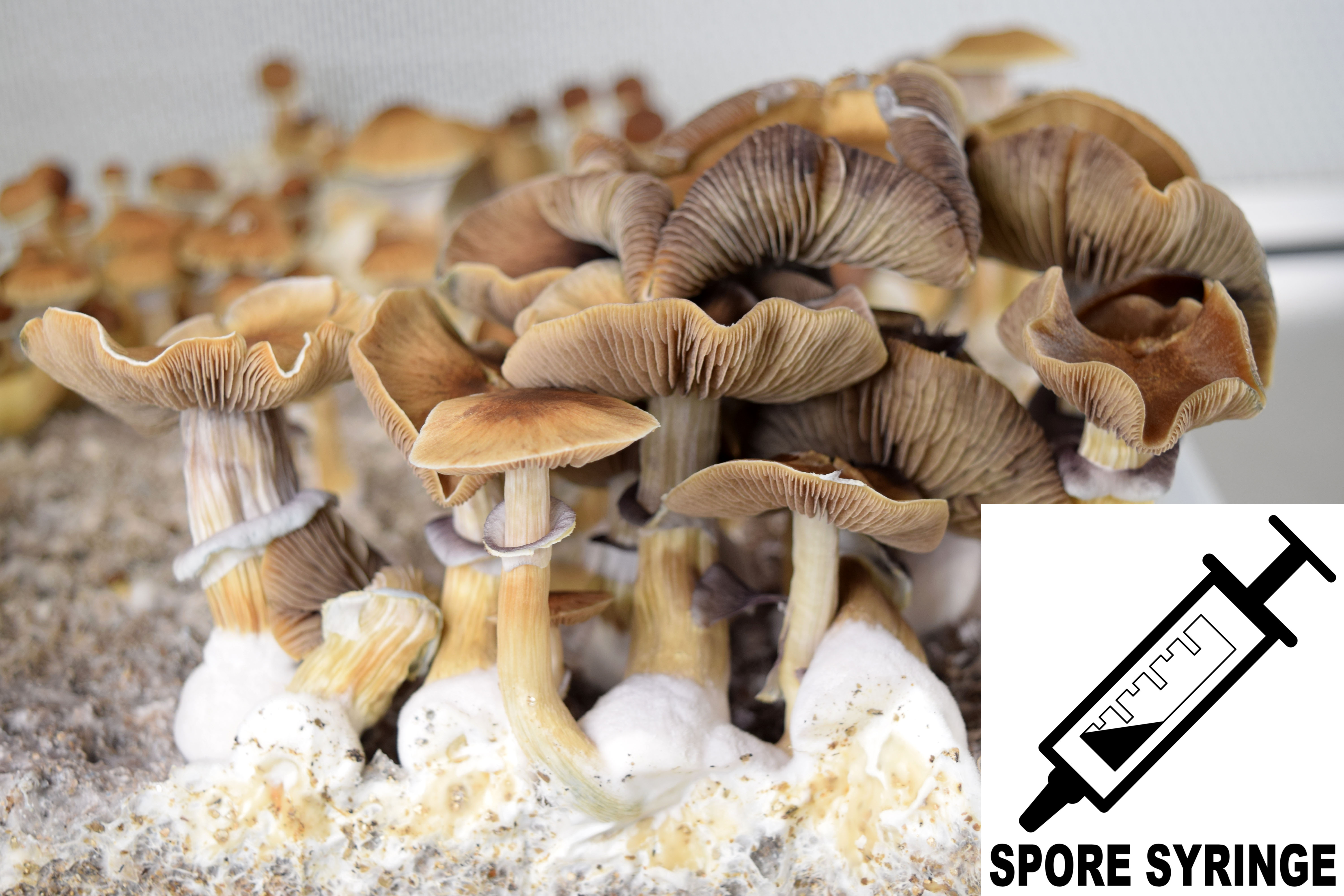 Psilocybe cubensis Jedi Mind Fuck Spore Syringe